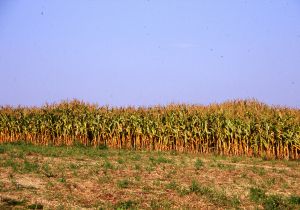 Pipriac (35). Site de la Bentinais. Vue du sol de la croissance différentielle des maïs. Cliché M. Gautier