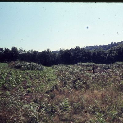 Allée couverte de Min Guionnet © SRA Bretagne