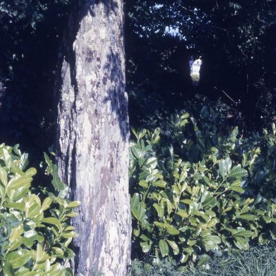 Menhir du Bourg