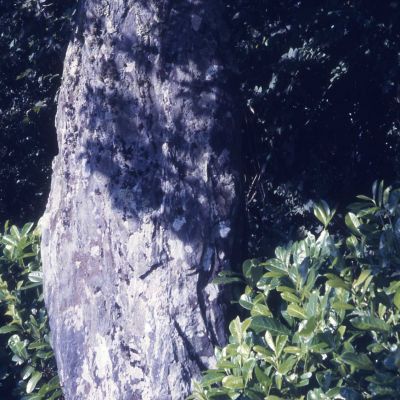 Menhir du Bourg